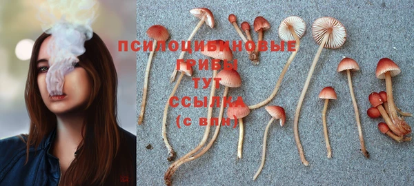 сатива Аркадак